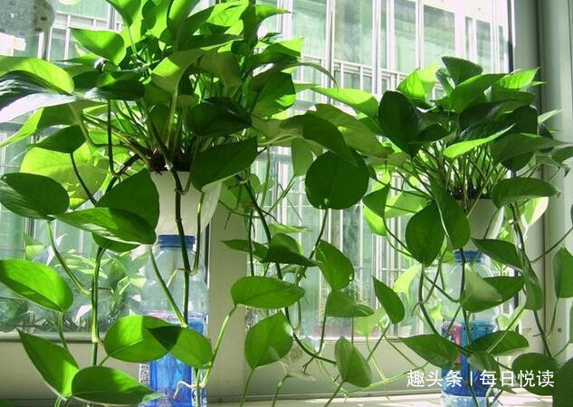 盆底埋点“它”,绿萝、君子兰疯长如“杂草”,叶大如掌,开花爆