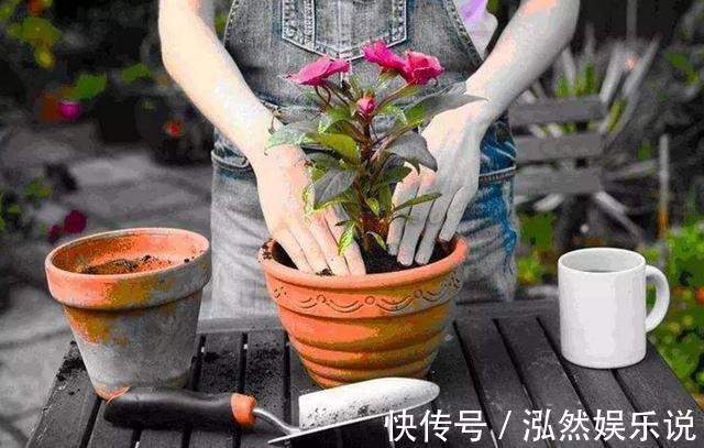 花苞|新买的盆栽养不活排除5个“雷”,养一盆旺一盆