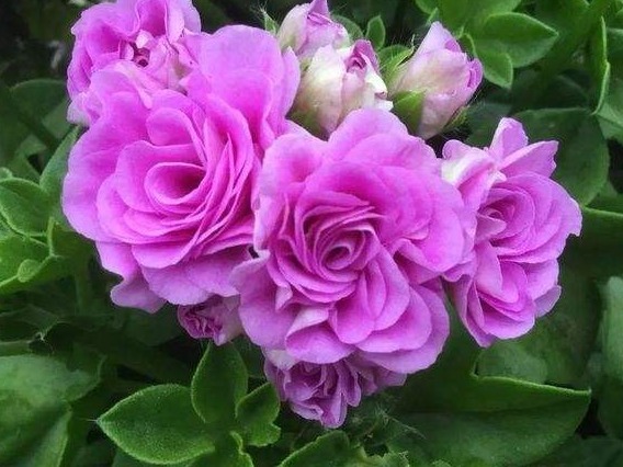 不是玫瑰胜似玫瑰！花开“4季”，见光就旺，比菊花更好养，值了