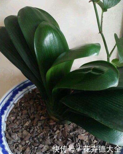 小技巧|家里养君子兰,一个施肥小技巧,叶片长得又厚又大,花开得非常多