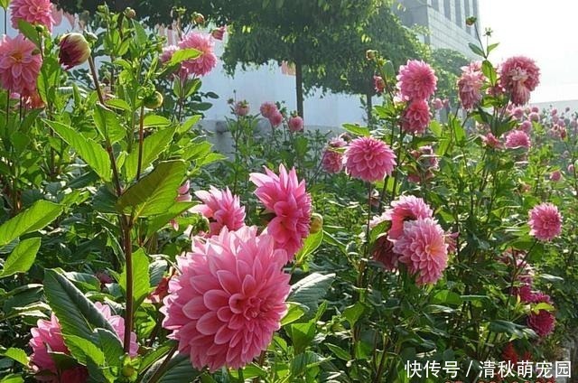 狗牙花|被名字耽误一生的6种花,土里土气,开花却“气度非凡”靓丽入眼