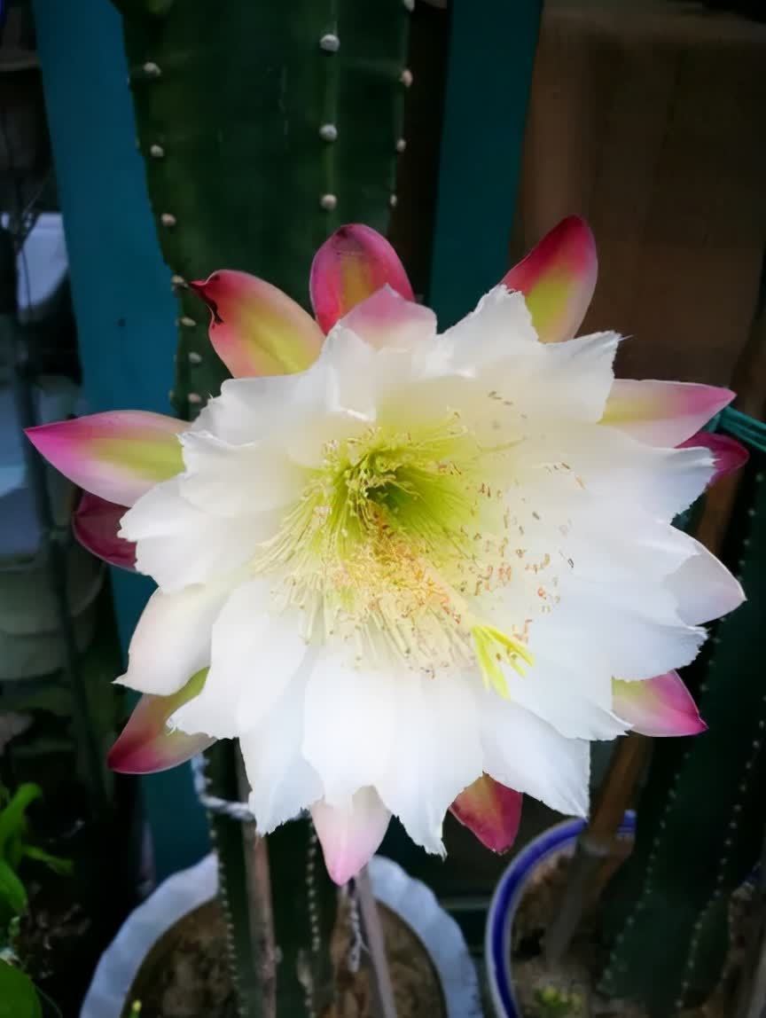 铁树|五种“镇宅花”,听名字就很“霸气”,关键还好养