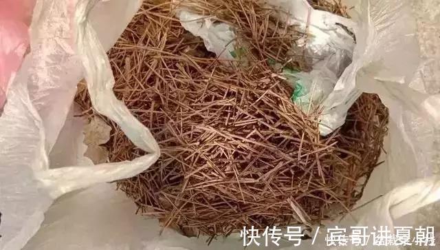 营养|盆里灌点饮料,盆土疏松有营养,10年不用换土花也长得旺
