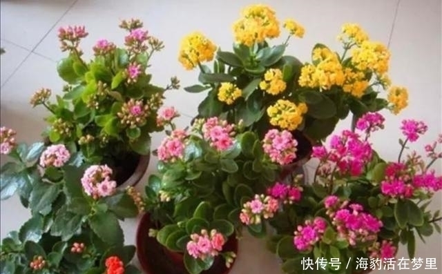 金钱树|春节什么花值得买，6种寓意吉祥、财运亨通的花卉，新年养上一盆