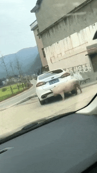 |搞笑GIF:女孩出门一定要注意 别被人偷走东西了都不知道