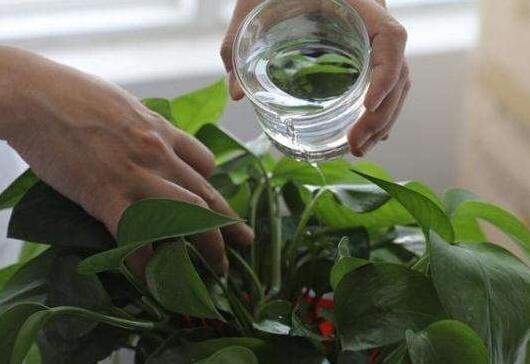 到了秋天,1盆水浇花,绿萝、发财树“嗖嗖冒芽”,迅速爆盆