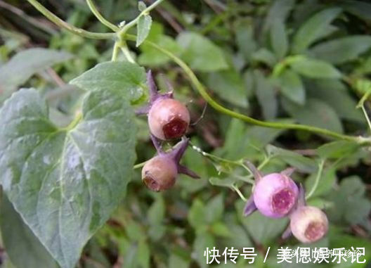 土党参|2种植物,若你在山上遇见,别犹豫,赶紧采挖带回家,可遇不可求