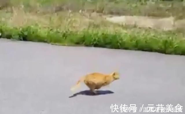 日本|哈哈哈!听说又有沙雕猫被日本手办大佬盯上了!