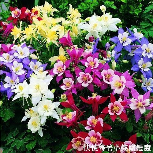 小花园|她家3平方的小阳台，几十盆花不停歇的开，邻居见了都羡慕