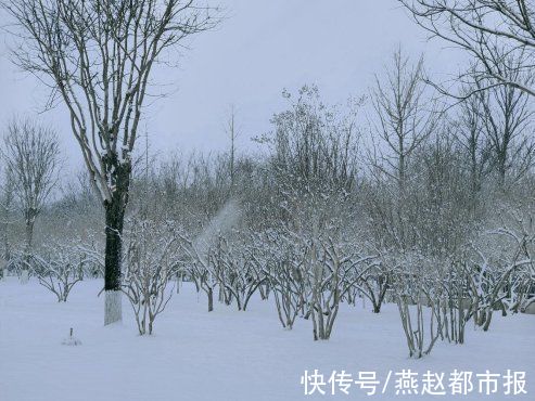 柏林公园|雪后的石家庄柏林公园景色有多美，大家一起来看看吧