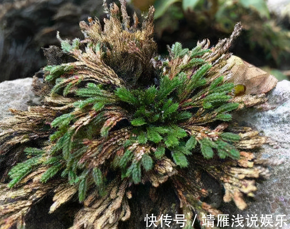 还魂草野外到处都是，碰到后别犹豫，拿个袋子挖走