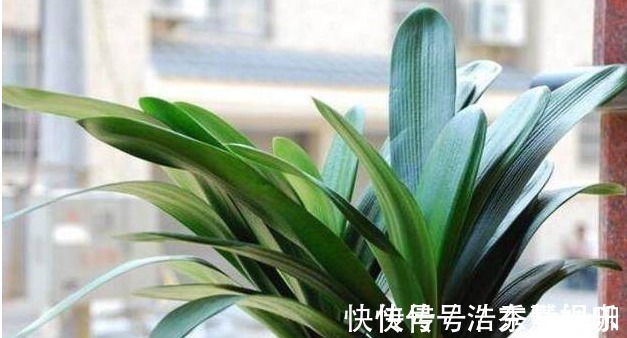 叶片|君子兰、长寿花、蟹爪兰总不开花,可能盆里缺点它,加一点就开花