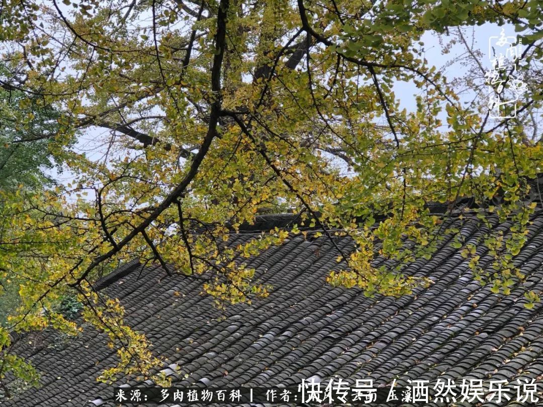 肉友|深秋里，种多肉、赏多肉、会肉友，马不停蹄快乐多！