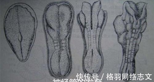 准妈妈|了解胎儿大脑发育的三个关键阶段,可助孕妈生个聪明宝宝!