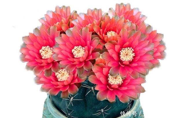 八种花就喜欢沙土,土里掺点沙子,养花效果就是好!