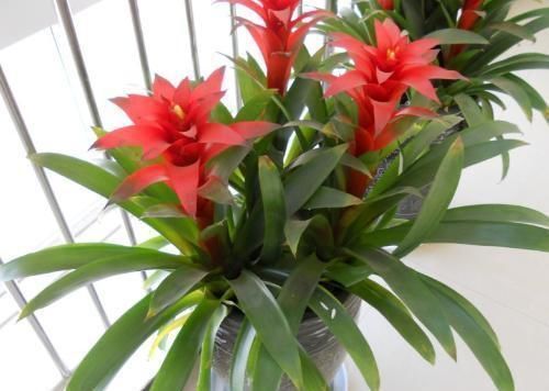 家里不够向阳,想养花怕养不好,那这几种花值得入手