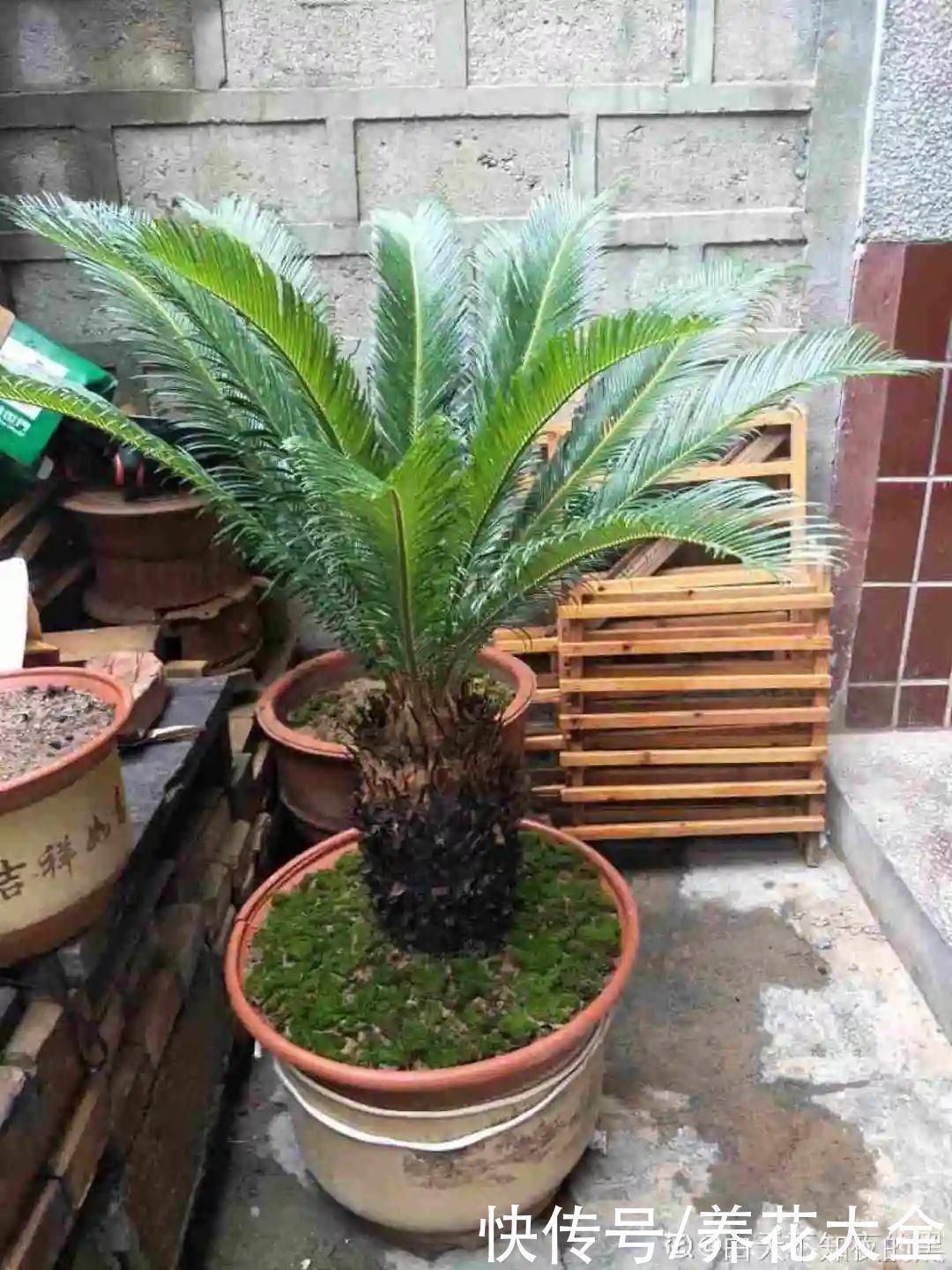 农村当柴烧的花,原来可以当盆景,给一千块也不卖