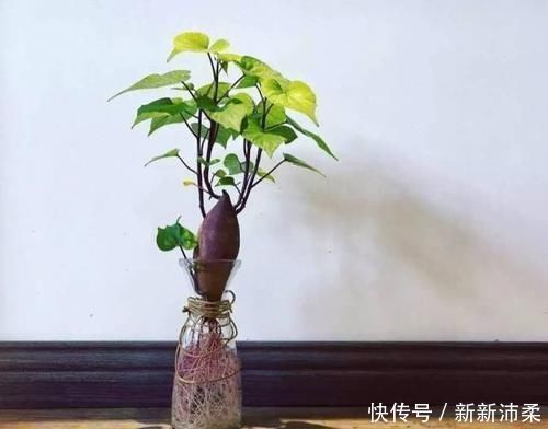 一个芋头芽,埋在花盆里,10天长成大盆景,比龟背竹还漂亮