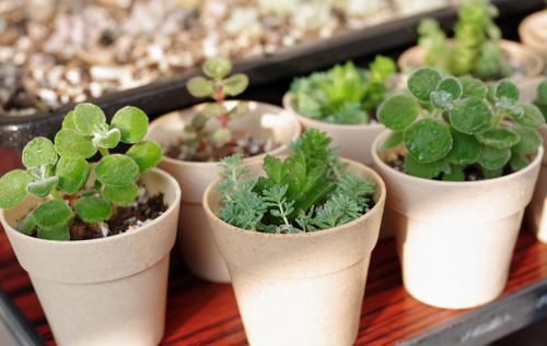 养花有“4要求”,不懂得的人,别再说自己会养花了