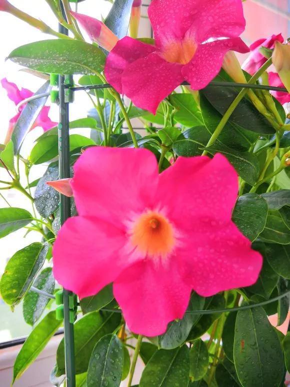 6种花喜欢晒太阳，越晒花越多，一开200天不歇气！