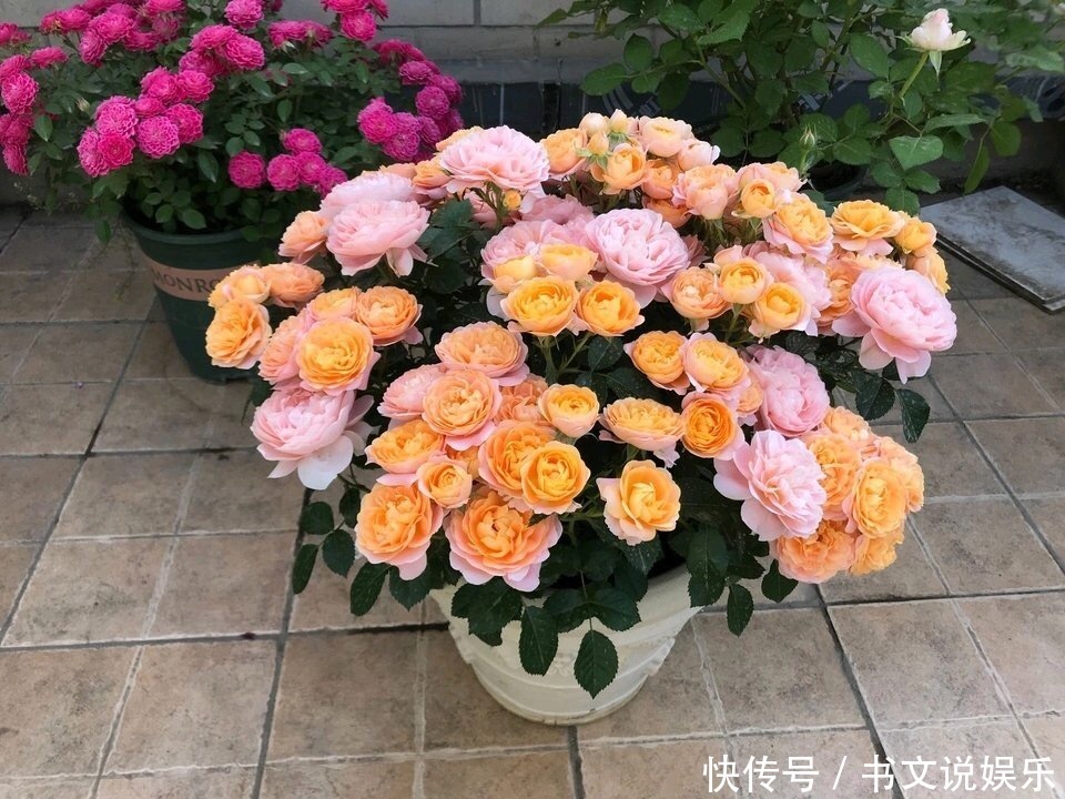 营养物质|家家都有的4种“生活垃圾”,不发酵垫盆底,都是养花“万能肥”