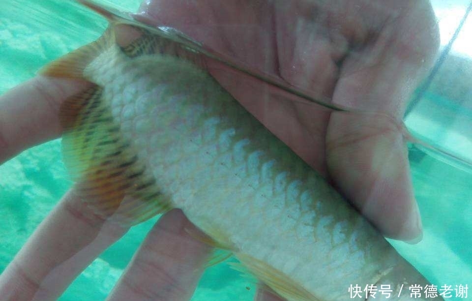 银龙鱼尾巴烂了怎么办