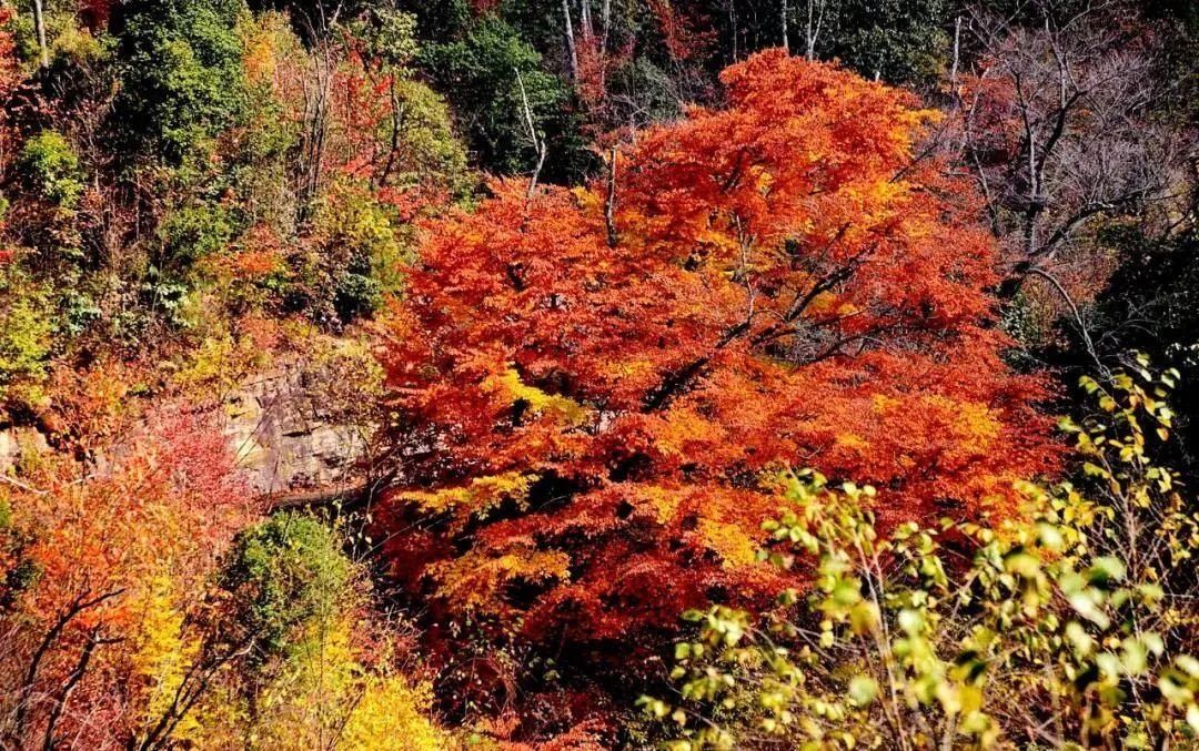  五大|秋日登高正当时，广元五大爬山好去处，赏景锻炼两不误