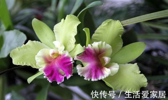 养花试试这几款，要上几根枝条，动手扦插，成活以后就飞长