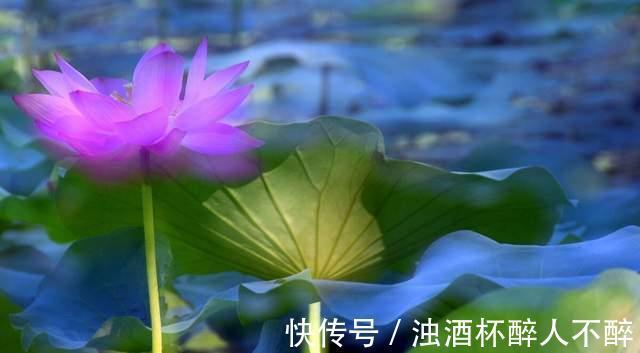 荷花#聊斋故事:荷花仙女