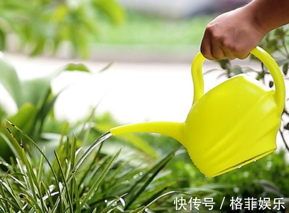 好好学习|浇花看似简单,其实有很多讲究,学会4点后,植物再也不烂根了