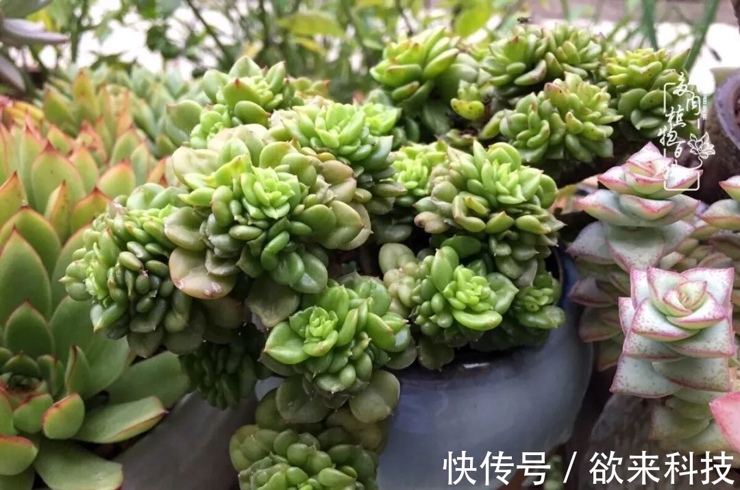 柴米油盐的日子,养几盆多肉吧,为生活添几抹色彩!