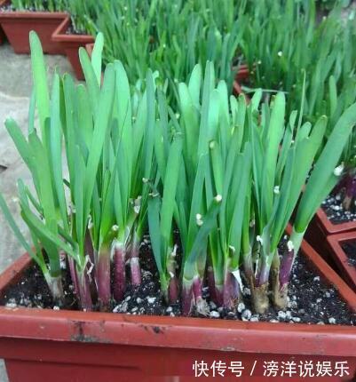 盆栽韭菜怎么养土里加点“料”,叶子宽又绿,采收一茬又一茬