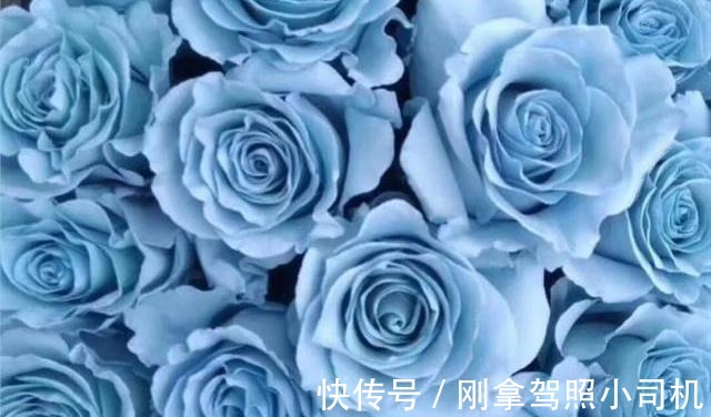 比较受欢迎的10款进口玫瑰花,一直都供不应求,你粉了吗