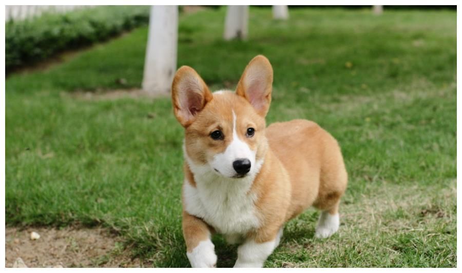 5月7日 5月14日开始 三大生肖好运降临 事业高升增喜添福 粉紫色