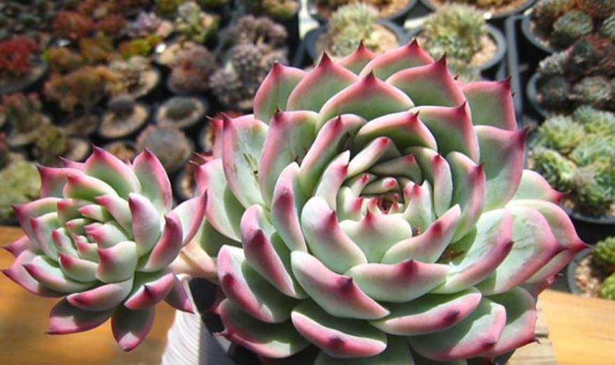 夏天养盆多肉吉娃娃，叶尖红红长成肉墩子，谁见了都夸美