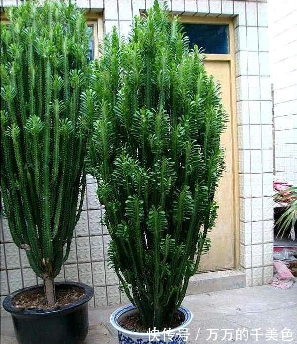 容易因多浇水而死的“10种花”,想要养好,管住手,少浇水