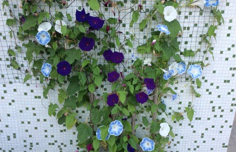 牵牛花|很容易养活繁殖的3种“漂亮花”,长得到处都是,开花也挺多的