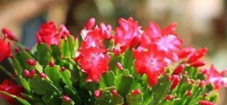 蟹爪兰叶子长出须根教你小窍门,花开爆盆,叶如瀑布