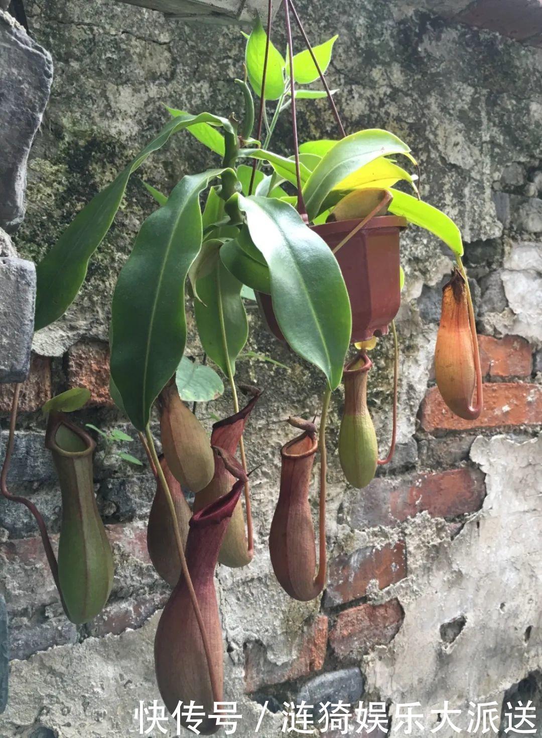 猪笼草|7种花插土里,立马长满院子,蚊虫不敢靠近!