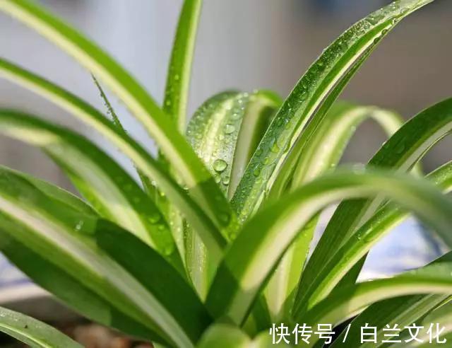 养花知识叫兰不是兰,花却美成仙,看看你家有几盆