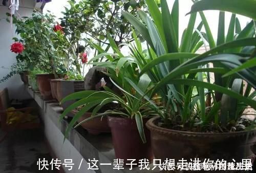 养花浇水，这几个错误别犯，不然养啥花都黄叶烂根，学会一生受用