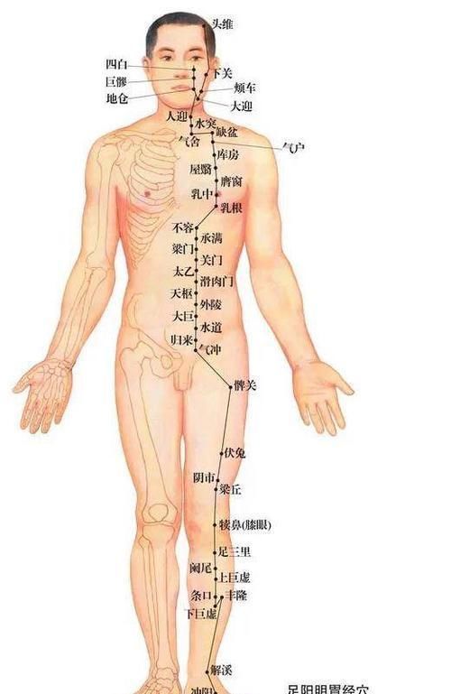 胃经|拍打一条经络,能让你“面如桃花”,不信你可以试试