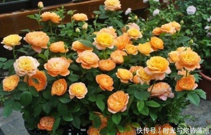 家有庭院就养4种花,夏天开正旺,花期长花朵多,一盆开出200朵花