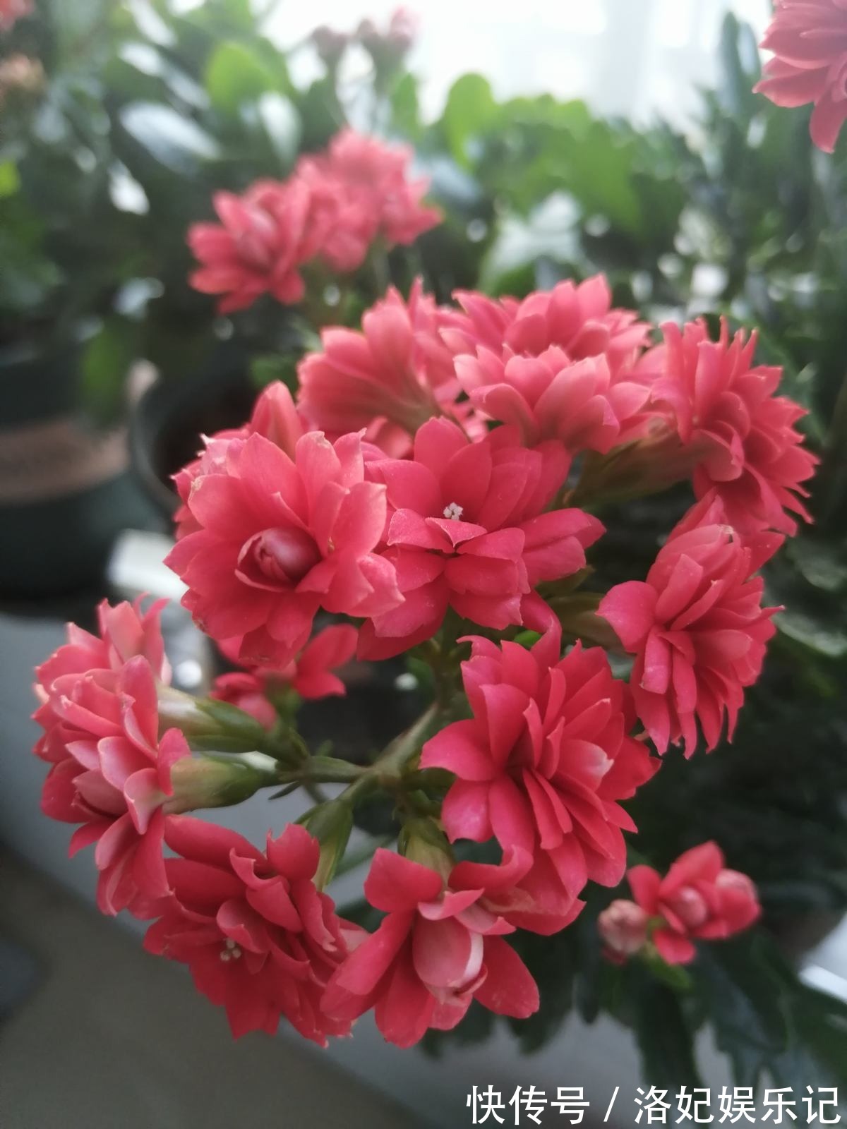 富贵竹|家里有老人，养这6种花定没错，锻炼身体还养身心