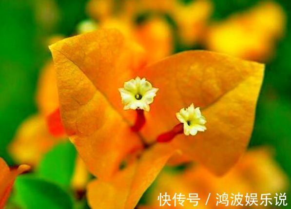 秋色|喜欢三角梅，就养“珍稀名品”柠檬黄三角梅，金光灿灿，赏秋色