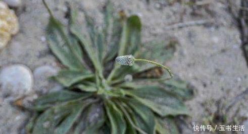 保肝护肝|车前草的药用价值太大了,除了保肝护肝,你不知道好处太多了