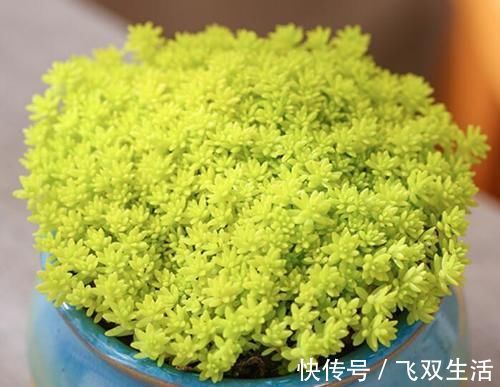 10款多肉盆栽,不必养成老桩,小小巧巧照样美丽
