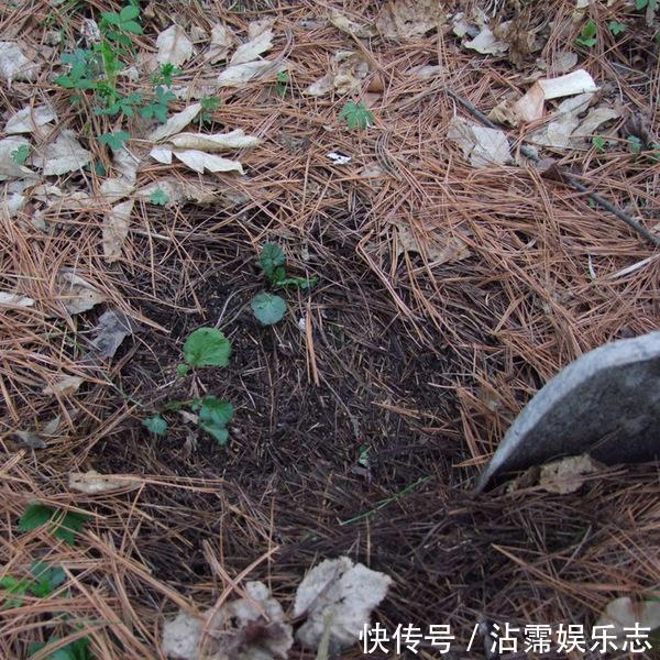 剑叶石蒜|君子兰是“懒汉”，要懒养，不黄叶不烂根，年年开花多，美呆了