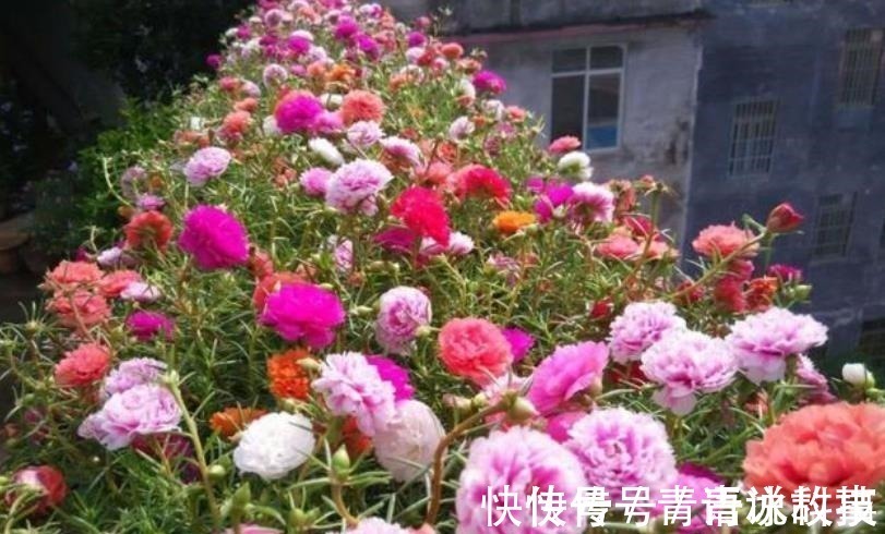 老桩|5种不起眼的小盆栽,价格便宜养护简单,越养越精贵,适合新手