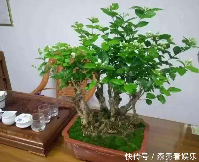 技巧|茉莉花养成“老桩”,1次开花上百朵,满园花香,技巧有4个